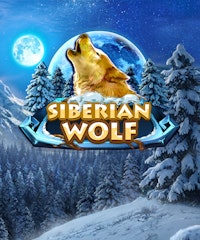 Siberian Wolf