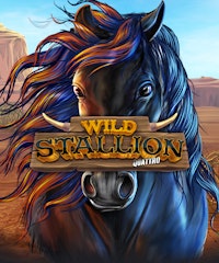 Wild Stallion